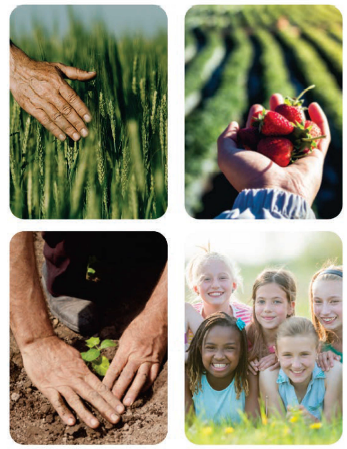 Grain Strawberries hand planting and children in a field